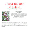 Chilisamen Filius Blue