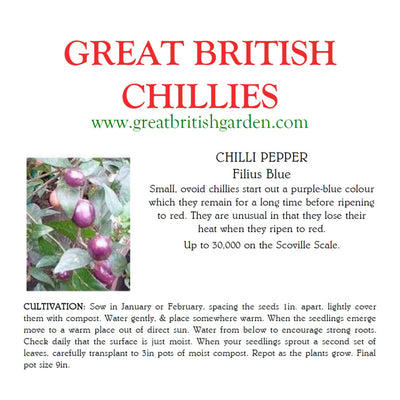 Chilisamen Filius Blue