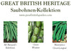 Saubohnensamen
